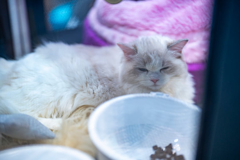 Międzynarodowa wystawa kotów rasowych w hali Orbita we Wrocławiu, 7-8 września 2024